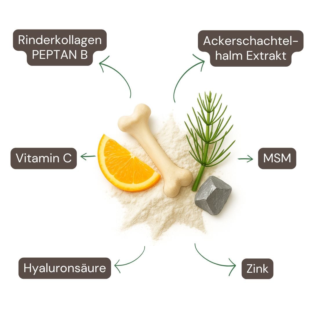 Inhaltsstoffe mit Kollagen Typ 1 & 3, Hyaluronsäure, Zink & Vitamin C