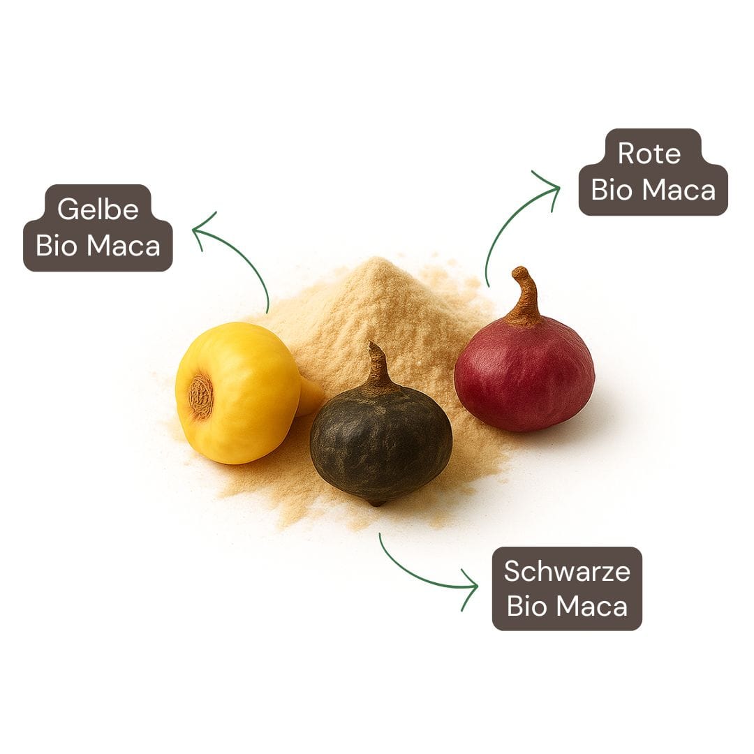 Inhaltsstoffe: Bio Maca rot, gelb & schwarz – naturreine Kraft aus Peru